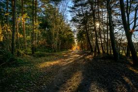 Forest Tree Sun