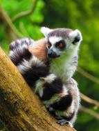 goodly Lemur close-up on blurred background