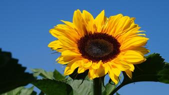 Sunflower Sun Summer