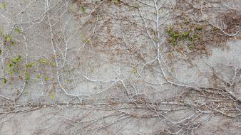 Tree Texture Vegetation wall