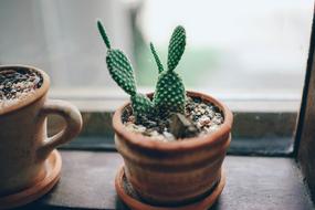 Abstract Background Beautiful plant