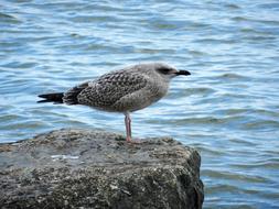 goodly Seagull Cliff Rock