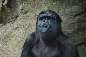 thinking Ape, Gorilla at rock