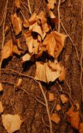 Close-up of the colorful and beautiful foliage on the ground, in the autumn