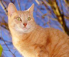 Cat red tree