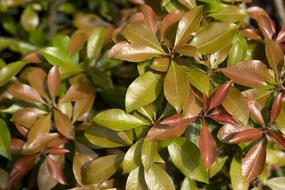 Background Color Green red