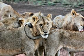 Animals lions