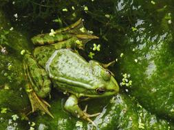 fabulous Amphibian Animal