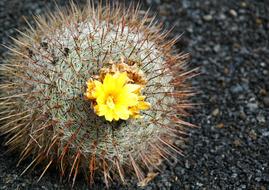 Cactus Blossom Bloom