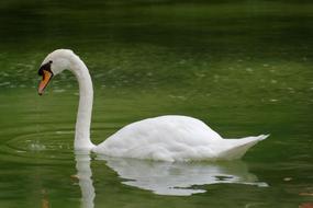 goodly Bird Swan Water