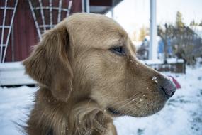 Puppy Frozen Cold dog