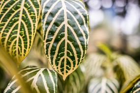 macro view of white and green striped leaves