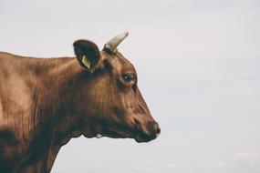perfect Agriculture Cow