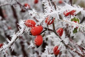 Ice Frosty rose hip