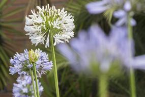 Flower Nature Beautiful