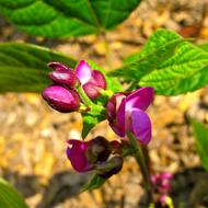 flower shoots