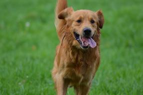 Dog Golden Retriever green grass