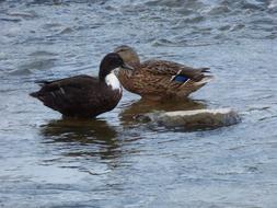 two ducks are sitting on stones in a pond