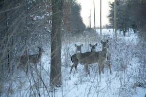 fabulous Deer Snow