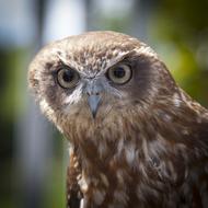 irresistible Bird Close-Up