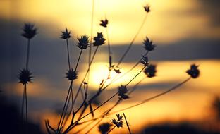 Lights Nature Wallpaper