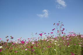 Blooming Flora nature