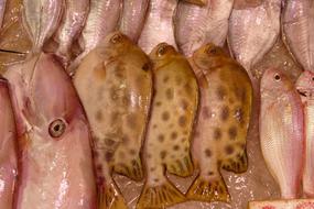 variety of fresh fish in the market close-up