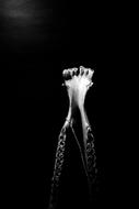 black and white photo of animal bones