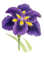 purple lily flower plant drawing
