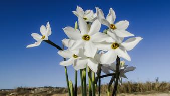 white blossom petals