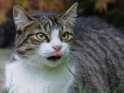 Feline face close-up on blurred background