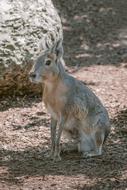 Beautiful and cute grey hare sits on ground among the stones