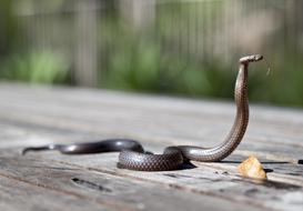 impressively beautiful Cobra