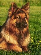 beautiful german shepherd resting on a green summer meadow