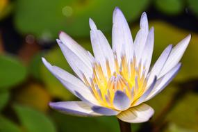 Bali Indonesian water lily