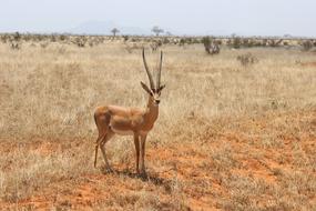 antelope in the kenya desert