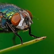 fabulous Fly Insect Head