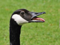 macro photo of a barnacle goose head