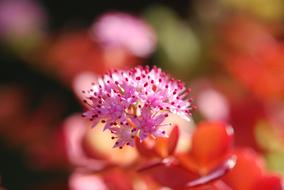 Sedum Sieboldii Blossom