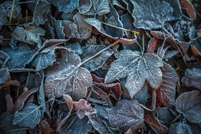 Leaves Winter Frost