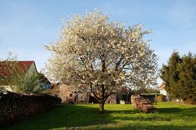 Apple Tree on Meadow