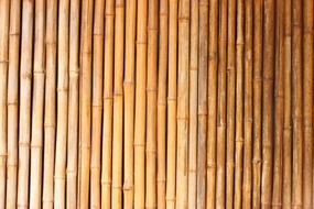 Bamboo Texture wall