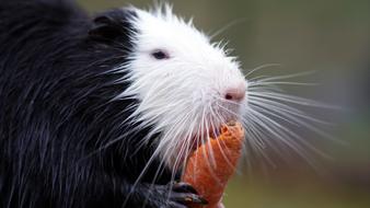 Portrait of the cute and beautiful, white and black nutria eating carrot