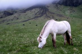 impressively beautiful Agriculture Animal Countryside