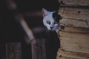 white and black Cat face looking from wooden wall
