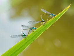 Insects Dragonfly