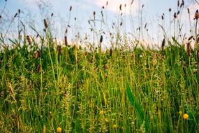 Agriculture Countryside Crop