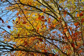 Autumn Leaf Golden Fall trees