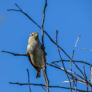 Sparrow Tree Bird blue sky