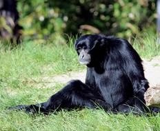 perfect Animal Wild